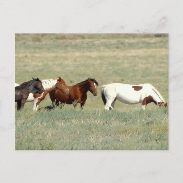 Cartão Postal Efetivos de cavalos selvagens (Frente)
