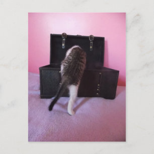 Cartão postal egípcio Mau Mix kitten