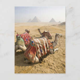 Cartão Postal Egito, Cairo. Camelos descansando