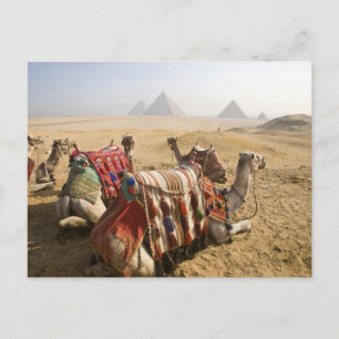 Cartão Postal Egito, Cairo. Camelos em repouso olham através do