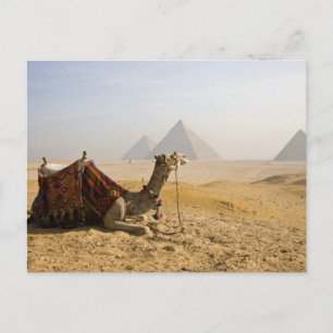 Cartão Postal Egito, Cairo. Um camelo solitário