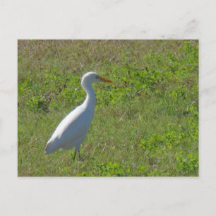 Cartão Postal Egret