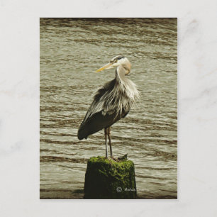 Cartão Postal Egret
