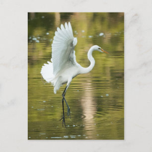 Cartão Postal Egret Branco do excelente
