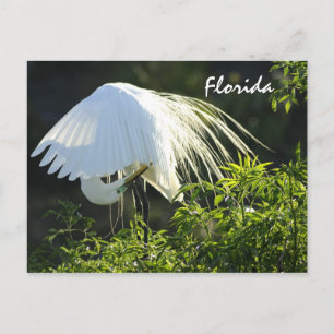Cartão Postal Egret Branco do Excelente da Flórida