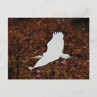 Cartão Postal Egret do excelente em Voo