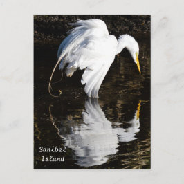 Cartão Postal Egret in Bloom