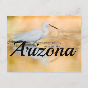 Cartão Postal Egret quando o sol estiver se definindo, Arizona