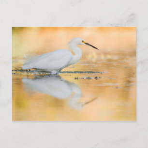 Cartão Postal Egret quando o sol se pôr
