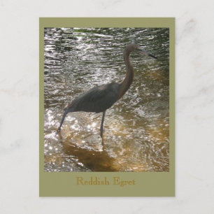 Cartão Postal Egret Reddish