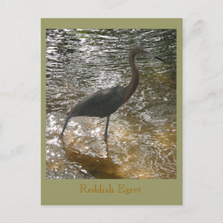 Cartão Postal Egret Reddish