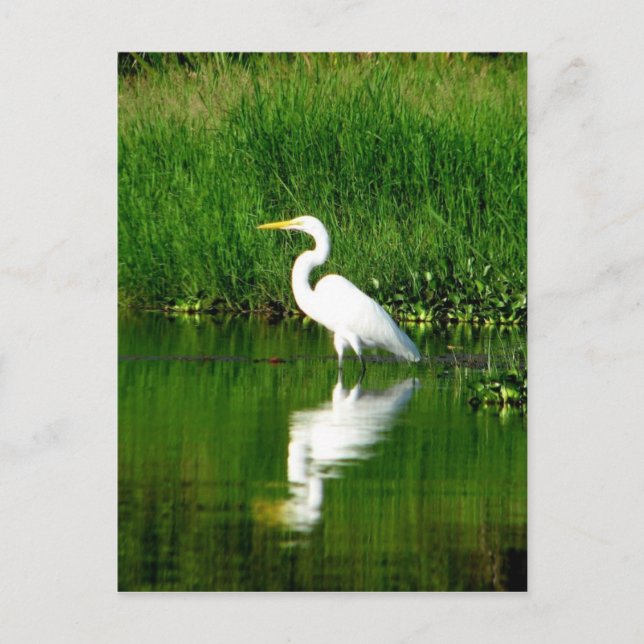Cartão Postal Egret, Rio Oscuro, Lago Izabal, Guatemala (Frente)