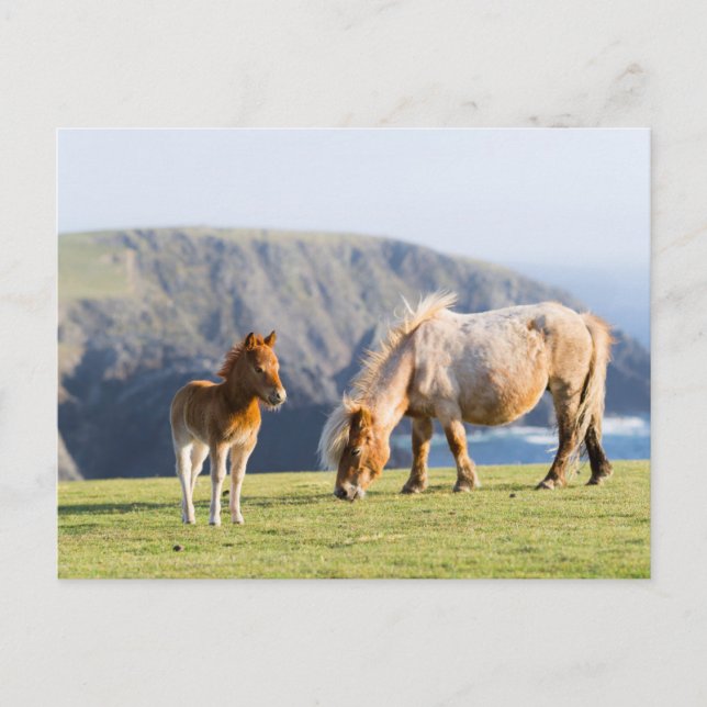 Cartão Postal Égua com potro, ilhas Shetland, Escócia (Frente)