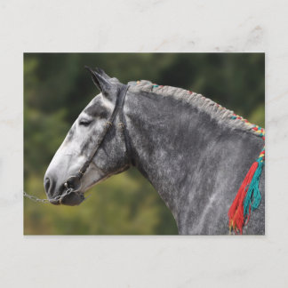 Cartão Postal Égua-de-cavalo
