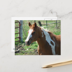 Cartão Postal Égua de cavalo Paint Beautiful em pastagem de verã