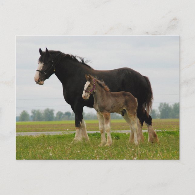 Cartão Postal égua e potro do clydesdale (Frente)