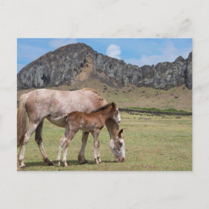 Cartão Postal Égua e potro na cratera vulcânica de Rano Raraku