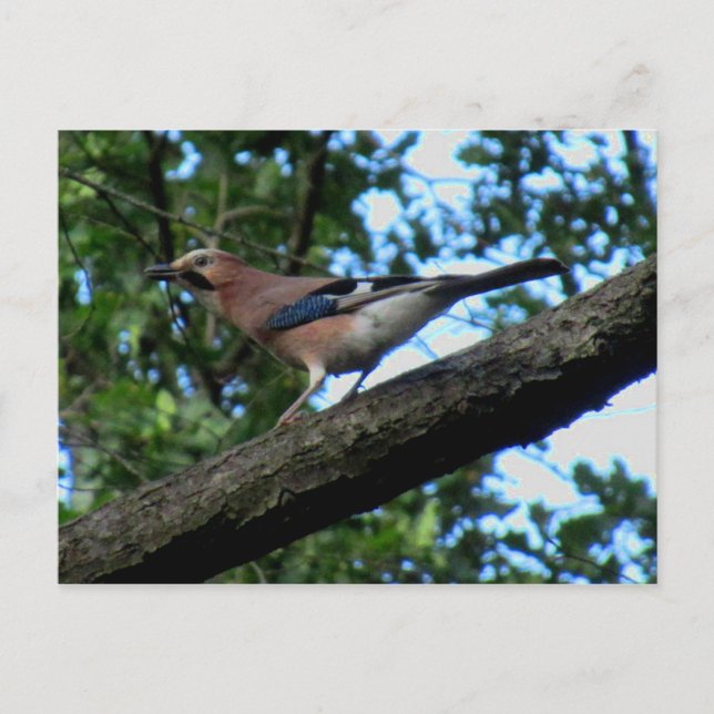 Cartão Postal Eichelhäher (Frente)