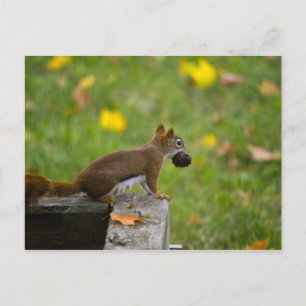 Cartão Postal Eichhörnchen-Dieb/ladrão de esquilo