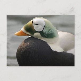Cartão Postal Eider Espetacular