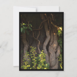 Cartão Postal Eine alte Weinrebe umwächst einen Baum