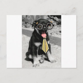 Cartão Postal Einstein é um cachorro preto inteligente
