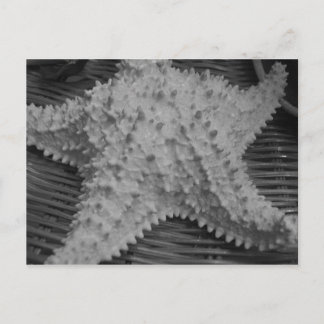 Cartão Postal Ela vende conchas pela costa