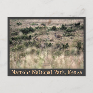 Cartão Postal Eland Antelopes no Parque Nacional de Nairobi, Qué