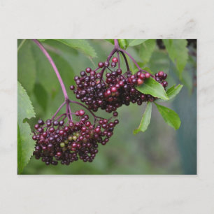 Cartão postal Elderberry