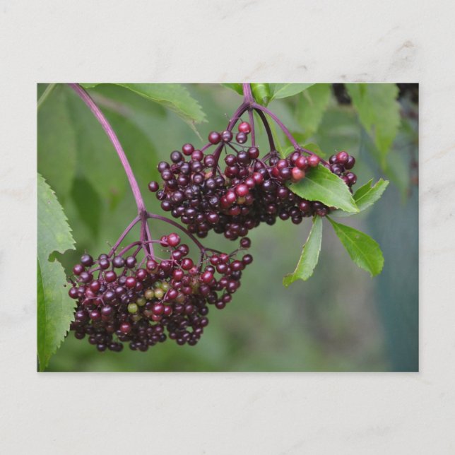 Cartão postal Elderberry (Frente)