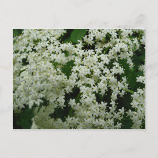 Cartão postal Elderberry Blossoms