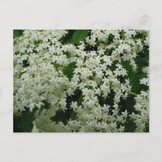 Cartão postal Elderberry Blossoms (Frente)