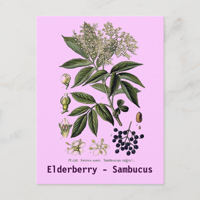 Cartão postal Elderberry Sambucus (Frente)