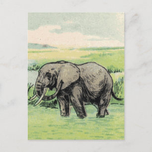 Cartão Postal Elefante