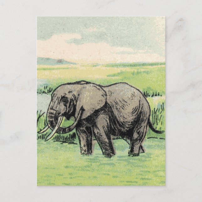 Cartão Postal Elefante (Frente)