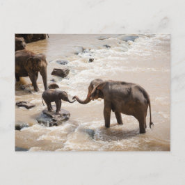 Cartão Postal Elefante