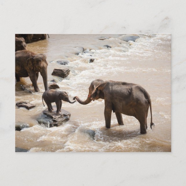 Cartão Postal Elefante (Frente)
