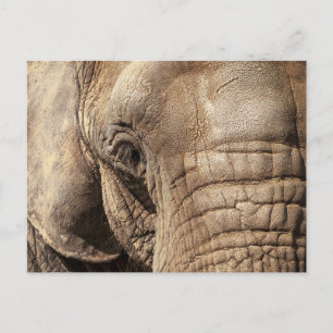 Cartão Postal Elefante