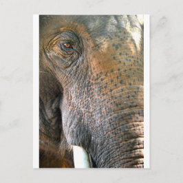 Cartão Postal Elefante