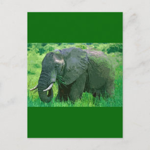 Cartão Postal Elefante
