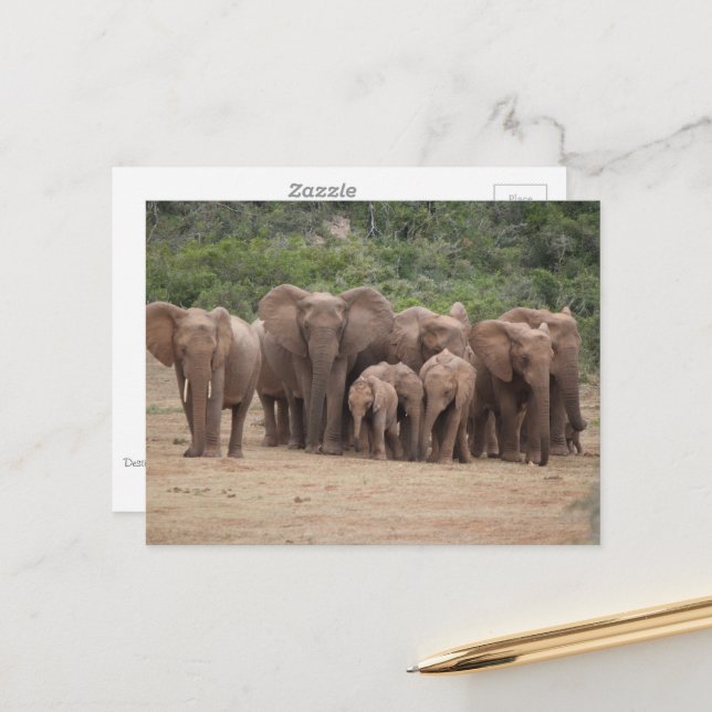 Cartão Postal Elefante  (Frente/Verso In Situ)