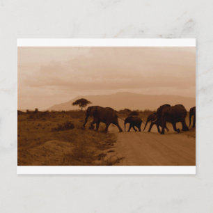 Cartão Postal Elefante adorável bonito do destino de África do