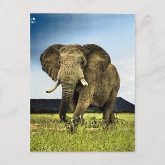 Cartão Postal elefante africano