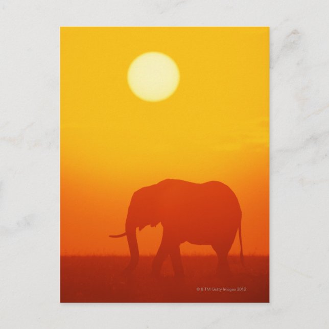 Cartão Postal Elefante africano andando ao pôr do sol, Quênia , (Frente)