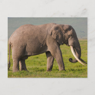 Cartão Postal Elefante Africano, Área de Conservação de Ngorongo
