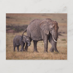 Cartão Postal Elefante Africano com Bebê