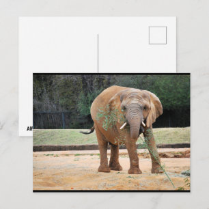 Cartão Postal Elefante Africano Comendo