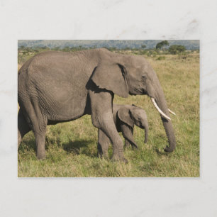 Cartão Postal Elefante africano e filhote (Loxodonta africana),