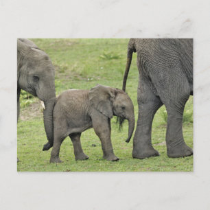 Cartão Postal Elefante africano fêmea com bebê, Loxodonta 3