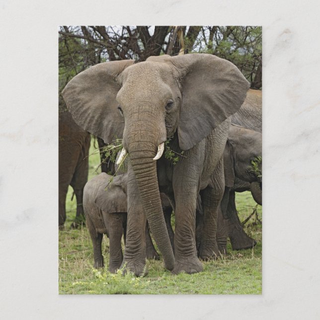 Cartão Postal Elefante Africano | Herd (Frente)